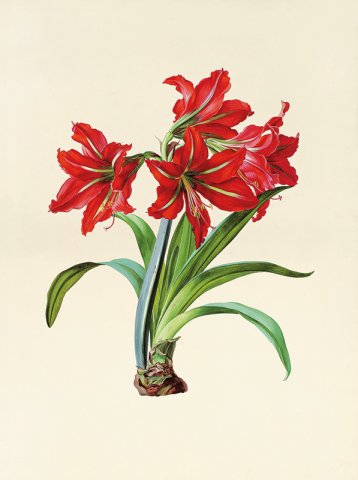 Gruber_Amaryllis_Szaal